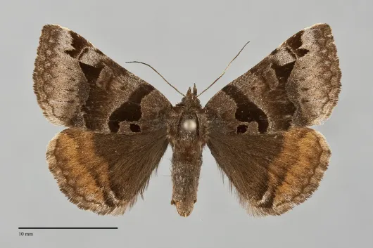 Euclidia ardita