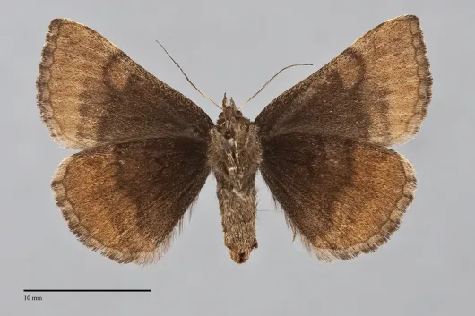 Euclidia ardita