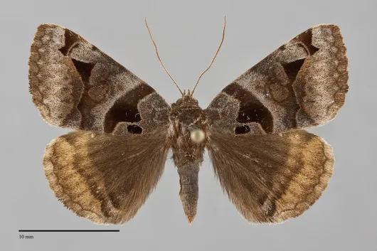 Euclidia cuspidea