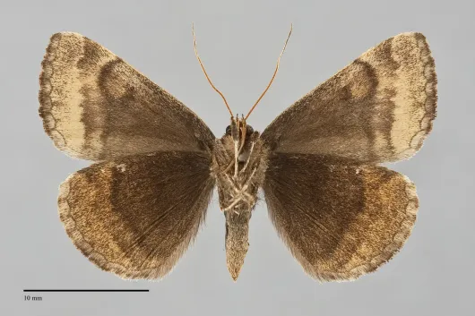 Euclidia cuspidea