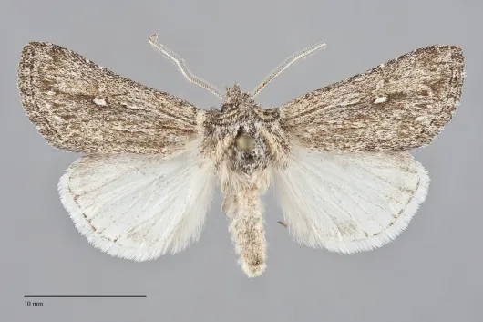 Eucoptocnemis canescens