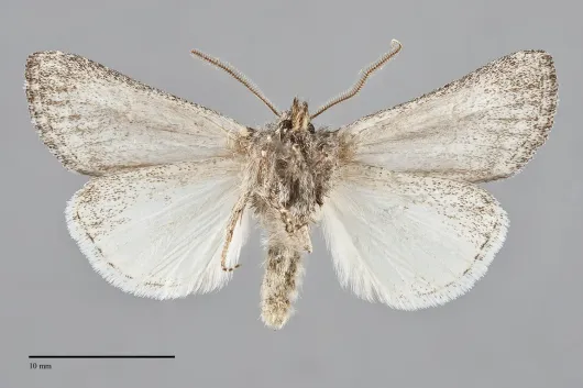 Eucoptocnemis canescens