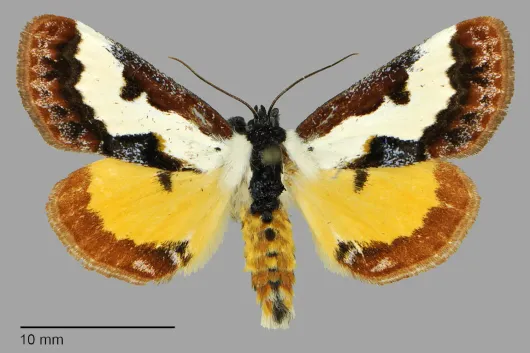 Eudryas brevipennis