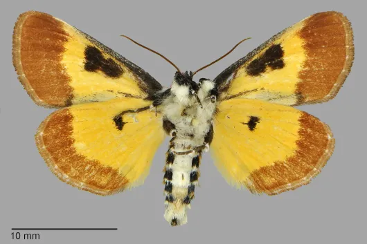 Eudryas brevipennis