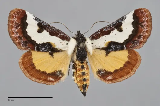 Eudryas brevipennis
