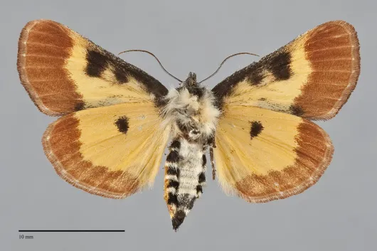 Eudryas brevipennis