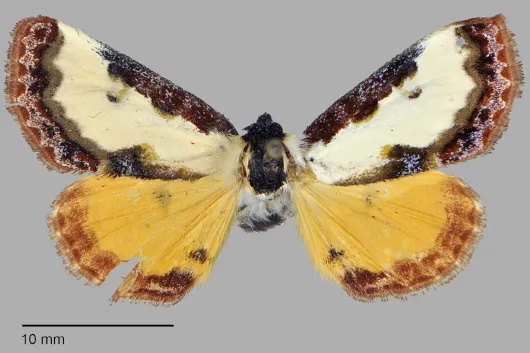 Eudryas brevipennis