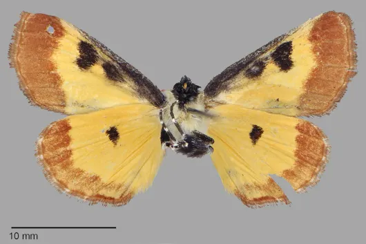 Eudryas brevipennis