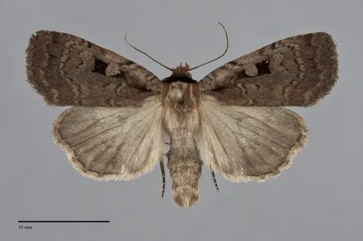 Eueretagrotis perattentus
