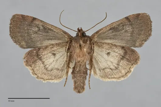 Eueretagrotis perattentus