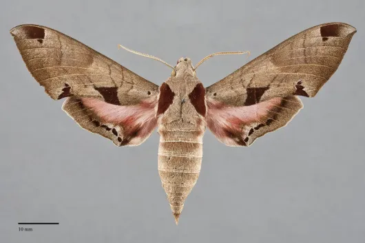 Eumorpha achemon