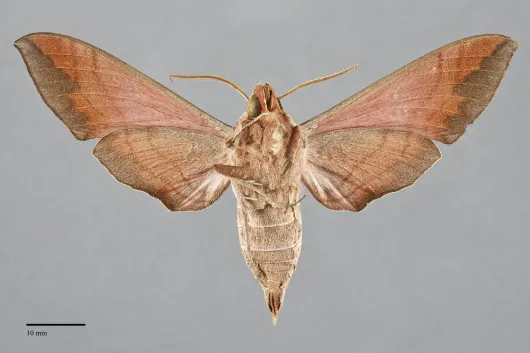 Eumorpha achemon