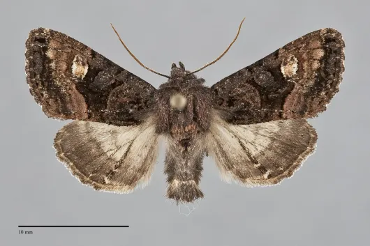 Euplexia benesimilis