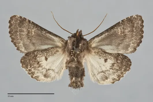 Euplexia benesimilis
