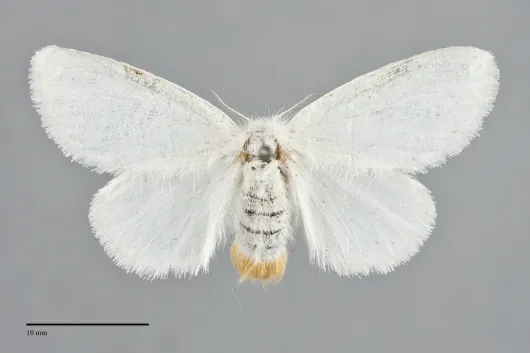 Euproctis similis