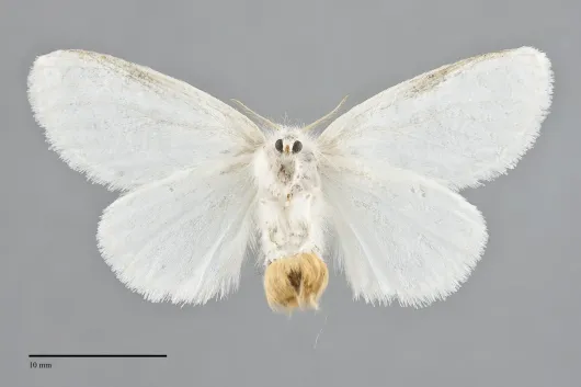 Euproctis similis