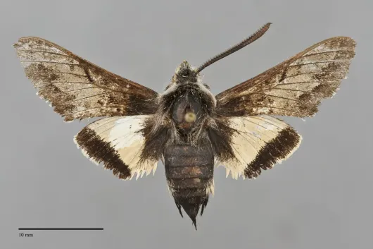 Euproserpinus wiesti