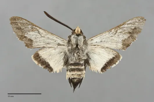 Euproserpinus wiesti