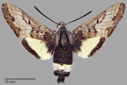 Euproserpinus wiesti