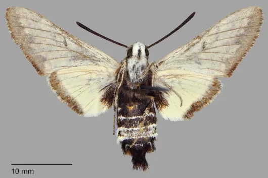 Euproserpinus wiesti