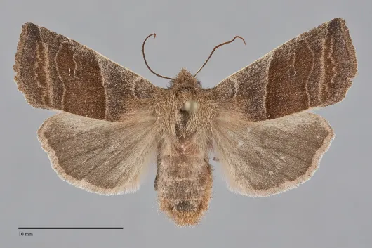 Eupsilia devia