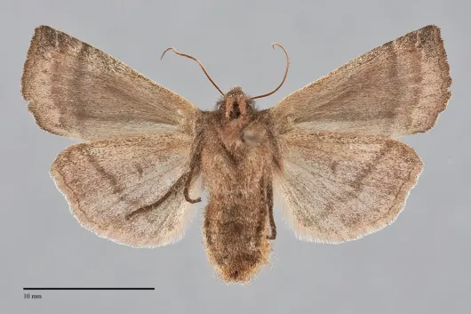 Eupsilia devia