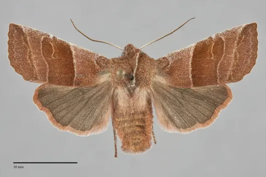 Eupsilia fringata