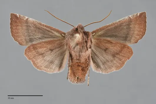 Eupsilia fringata