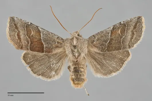 Eupsilia fringata