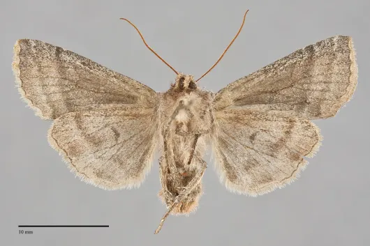 Eupsilia fringata