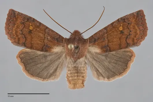 Eupsilia tristigmata
