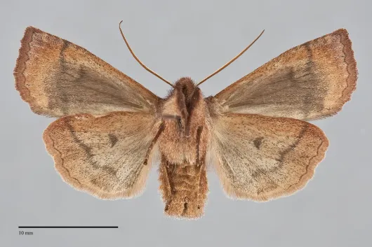 Eupsilia tristigmata
