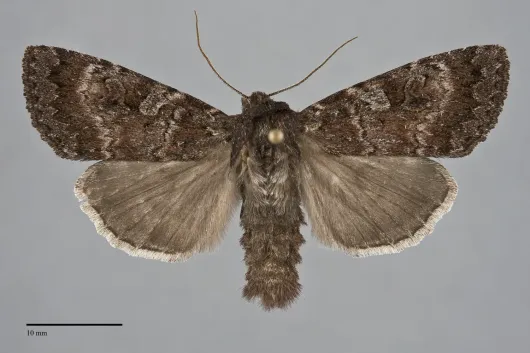 Eurois astricta