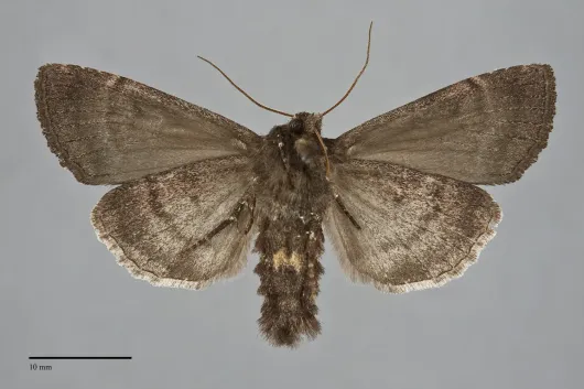 Eurois astricta