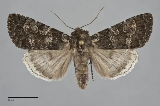 Eurois nigra