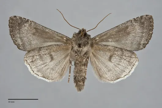 Eurois nigra