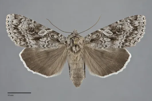 Eurois occulta