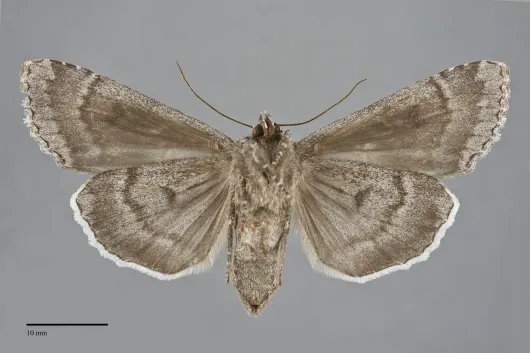 Eurois occulta