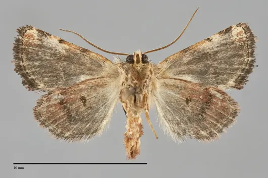 Euros osticollis