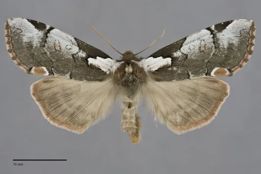 Euthyatira lorata