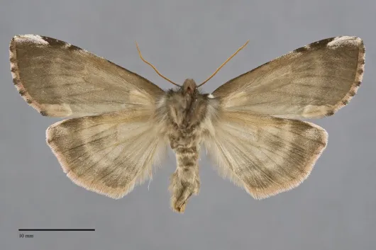Euthyatira lorata