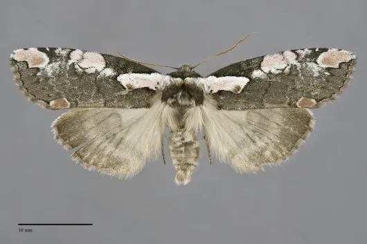 Euthyatira pudens