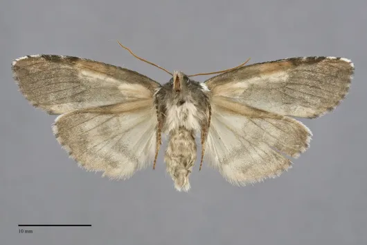 Euthyatira pudens