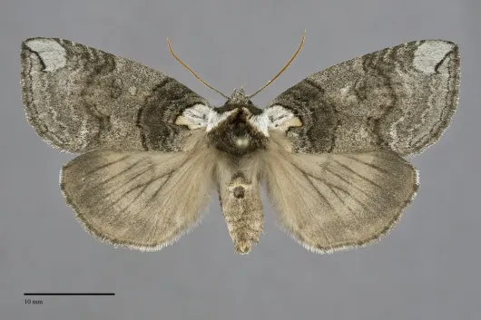 Euthyatira semicircularis