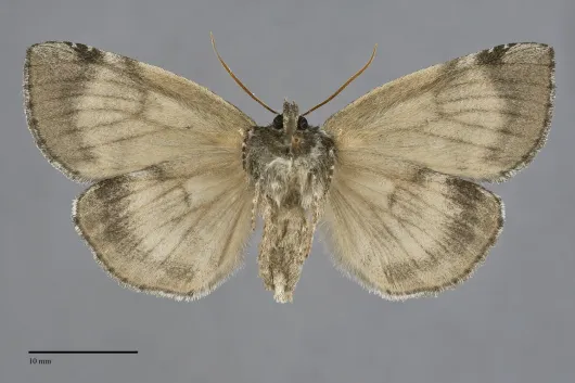 Euthyatira semicircularis