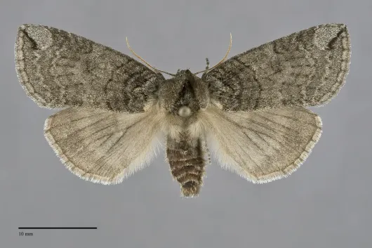 Euthyatira semicircularis