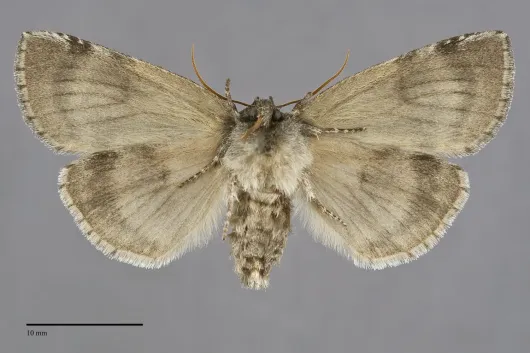 Euthyatira semicircularis