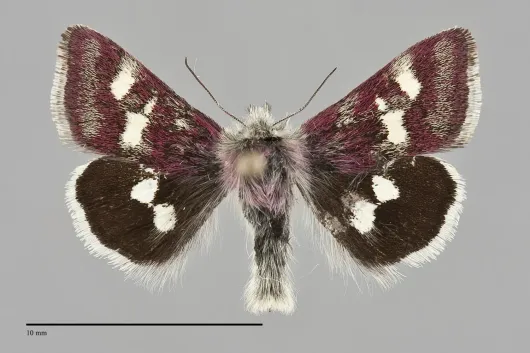 Eutricopis nexilis