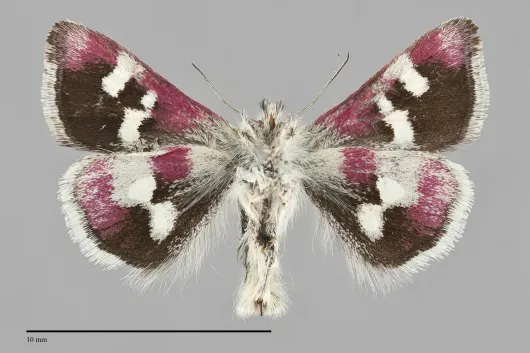 Eutricopis nexilis