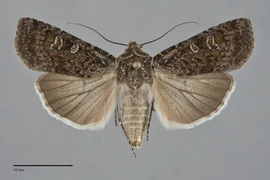 Euxoa aberrans